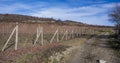 Autumn vineyards on the hillside. Unpaved road.