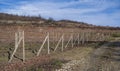 Autumn vineyards on the hillside. Unpaved road.