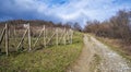 Autumn vineyards on the hillside. Unpaved road