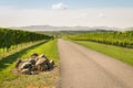 Autumn vineyards landscape in Marlborough, South Island, New Zealand Royalty Free Stock Photo