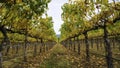 Autumn Vineyards Royalty Free Stock Photo