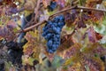 Autumn on vineyards near wine making town Montalcino, Tuscany, ripe blue sangiovese grapes hanging on plants after harvest, Italy Royalty Free Stock Photo