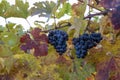 Autumn on vineyards near wine making town Montalcino, Tuscany, ripe blue sangiovese grapes hanging on plants after harvest, Italy Royalty Free Stock Photo
