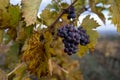 Autumn on vineyards near wine making town Montalcino, Tuscany, ripe blue sangiovese grapes hanging on plants after harvest, Italy Royalty Free Stock Photo