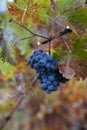 Autumn on vineyards near wine making town Montalcino, Tuscany, ripe blue sangiovese grapes hanging on plants after harvest, Italy Royalty Free Stock Photo