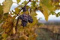 Autumn on vineyards near wine making town Montalcino, Tuscany, ripe blue sangiovese grapes hanging on plants after harvest, Italy Royalty Free Stock Photo