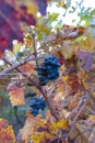 Autumn on vineyards near wine making town Montalcino, Tuscany, ripe blue sangiovese grapes hanging on plants after harvest, Italy Royalty Free Stock Photo