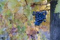 Autumn on vineyards near wine making town Montalcino, Tuscany, ripe blue sangiovese grapes hanging on plants after harvest, Italy Royalty Free Stock Photo