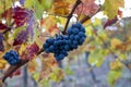 Autumn on vineyards near wine making town Montalcino, Tuscany, ripe blue sangiovese grapes hanging on plants after harvest, Italy Royalty Free Stock Photo