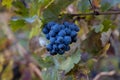 Autumn on vineyards near wine making town Montalcino, Tuscany, ripe blue sangiovese grapes hanging on plants after harvest, Italy Royalty Free Stock Photo