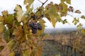 Autumn on vineyards near wine making town Montalcino, Tuscany, ripe blue sangiovese grapes hanging on plants after harvest, Italy Royalty Free Stock Photo