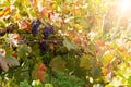 Autumn vineyards and organic grape on vine branches Royalty Free Stock Photo