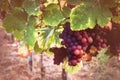 Autumn vineyards with organic grape on vine branches. Wine making concept