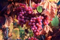 Autumn vineyards and organic grape on vine branches