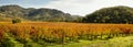 Autumn Vineyards panoramic