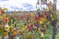 Autumn in vineyards in Slovenia