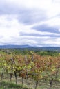 Autumn in vineyards in Slovenia