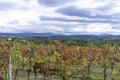 Autumn in vineyards in Slovenia