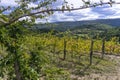 Autumn in vineyards in Slovenia