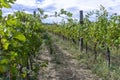 Autumn in vineyards in Slovenia