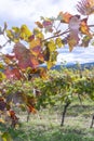 Autumn in vineyards in Slovenia