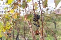 Autumn in vineyards in Slovenia