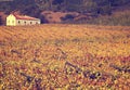 Autumn vineyards with small church