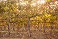 Autumn vineyards at sunrise Royalty Free Stock Photo