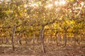 Autumn vineyards at sunrise