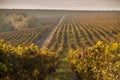 Autumn vineyards at sunrise