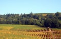 Autumn Vineyards and Trees Royalty Free Stock Photo