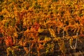 Autumn vineyards, the view from the top. Rows of red and yellow vines. Grape growing