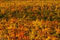 Autumn vineyards, the view from the top. Rows of red and yellow vines. Grape growing