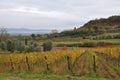 Autumn in the vineyards