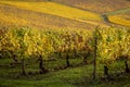 Autumn vineyards, Willamette Valley, Oregon Royalty Free Stock Photo