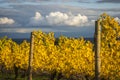 Autumn vineyards, Willamette Valley, Oregon Royalty Free Stock Photo