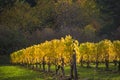 Autumn vineyards, Willamette Valley, Oregon Royalty Free Stock Photo