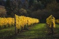 Autumn vineyards, Willamette Valley, Oregon Royalty Free Stock Photo