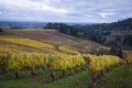 Autumn vineyards, Willamette Valley, Oregon Royalty Free Stock Photo