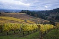 Autumn vineyards, Willamette Valley, Oregon