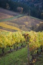 Autumn vineyards, Willamette Valley, Oregon Royalty Free Stock Photo