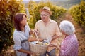 Autumn vineyards. Wine and grapes. Family tradition. family with grape basket in the vineyard