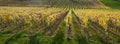 Autumn viniyards and rural landscape in dutch province of south limburg on sunny day Royalty Free Stock Photo