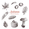 Autumn vintage hand drawn collection. Illustration of leaves, mushroom, pumkin, cones, feather and chestnuts. Botanical.