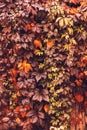 Autumn Virginia Creeper Royalty Free Stock Photo