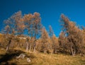 Autumn vista Royalty Free Stock Photo