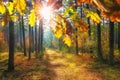 Autumn in vivid forest. Bright sun through colorful leaves on forest nature background. Landscape of vibrant forest Royalty Free Stock Photo