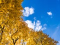 autumn vivid yellow maple trees foliage on blue sky with white clouds background - full frame upward view from below Royalty Free Stock Photo