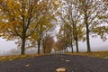 Autumn walk in foggy maple alley