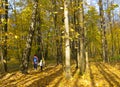 Autumn walk in the forest with child, golden leaves